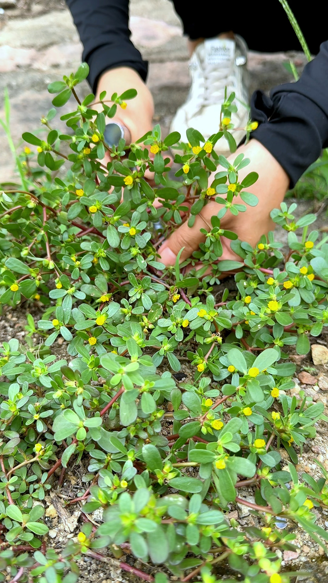 夏天常见的野菜马齿菜,又叫马齿苋、五行菜,村里人常采挖它回家