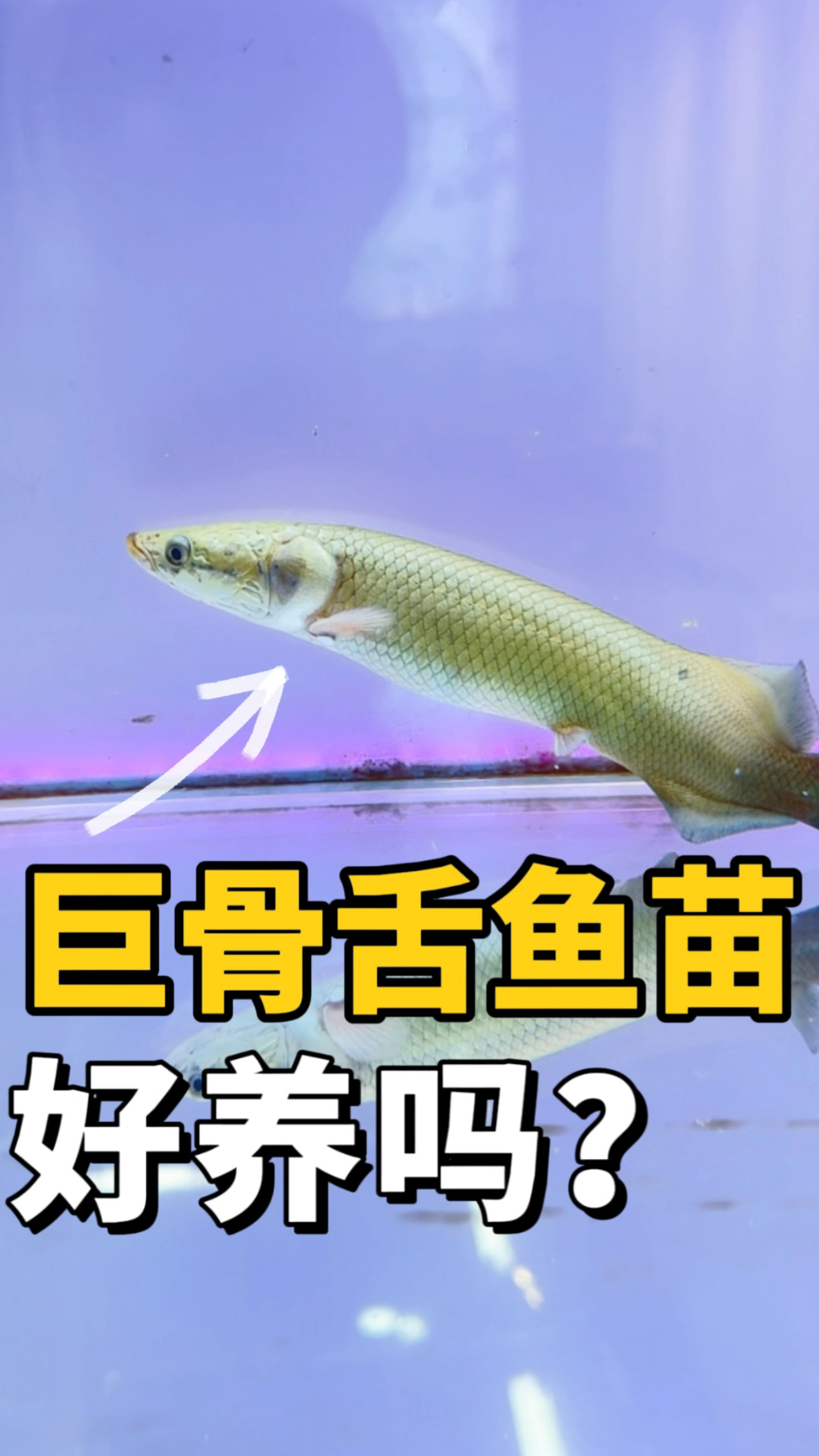 巨骨舌鱼居然长这么大了!