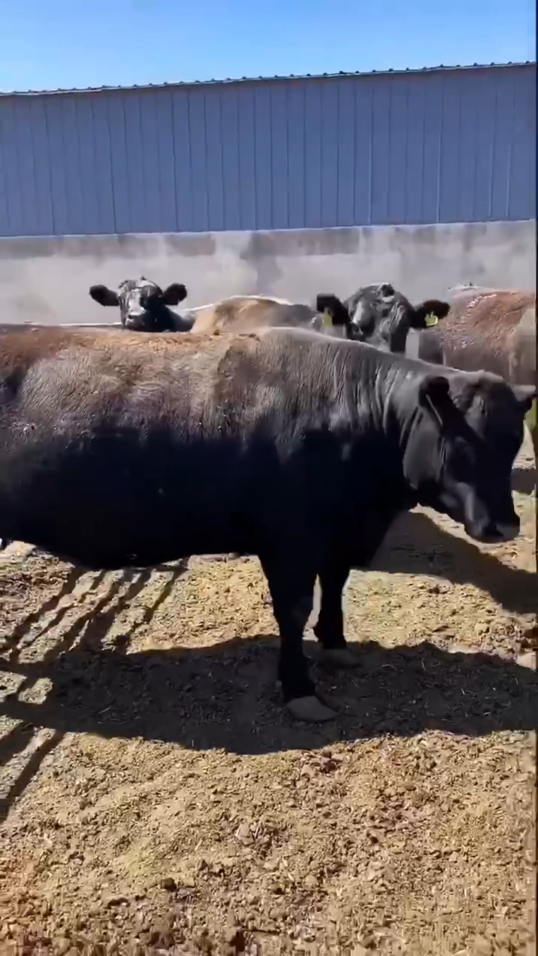 雪花牛肉高产之最安格斯黑牛