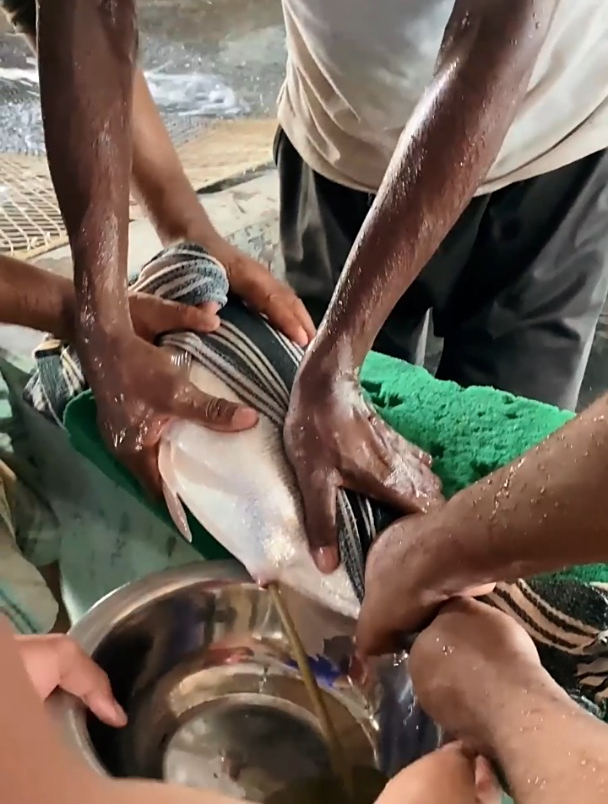 人工挤鱼卵,来孵化小鱼?这是什么操作!