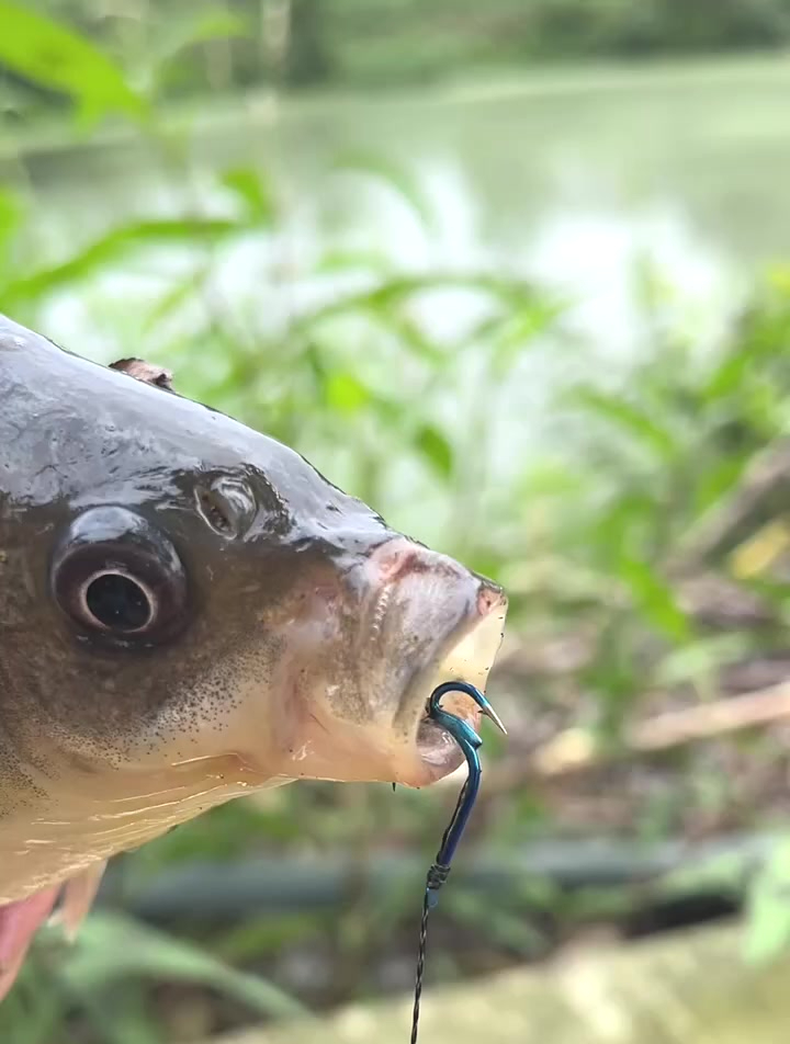 说出来你不相信,这种子母鱼钩一钓一个准,给口就别想跑,厉害