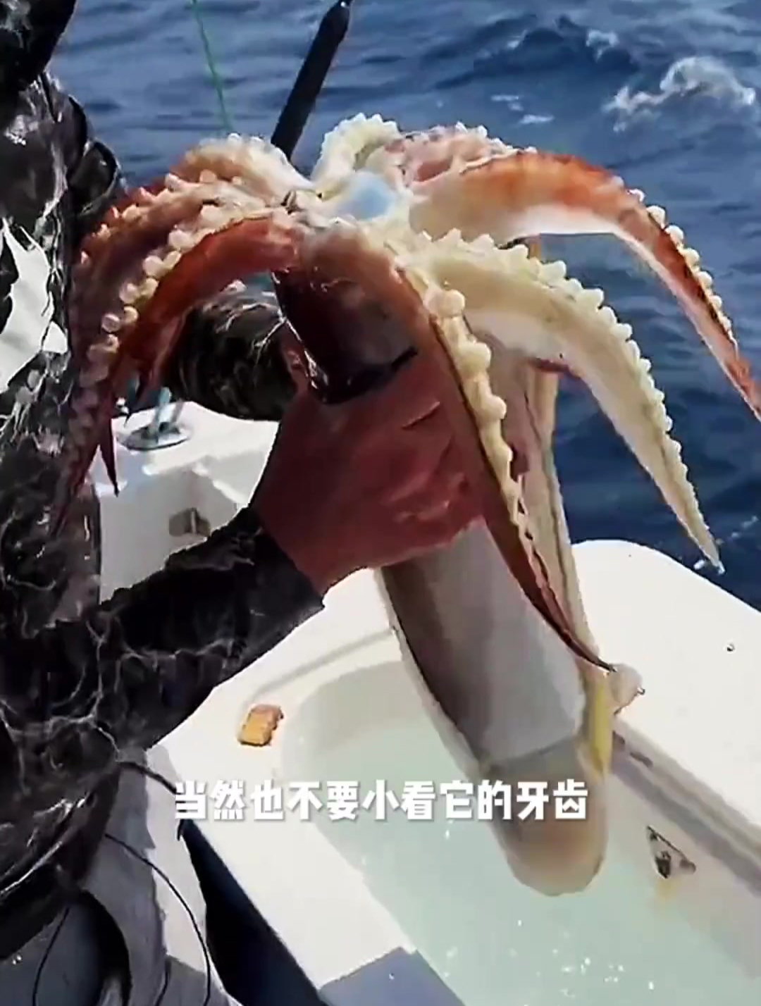 鱿鱼真的是一种奇怪的生物,不仅喷墨,而且牙齿咬合力也非常强