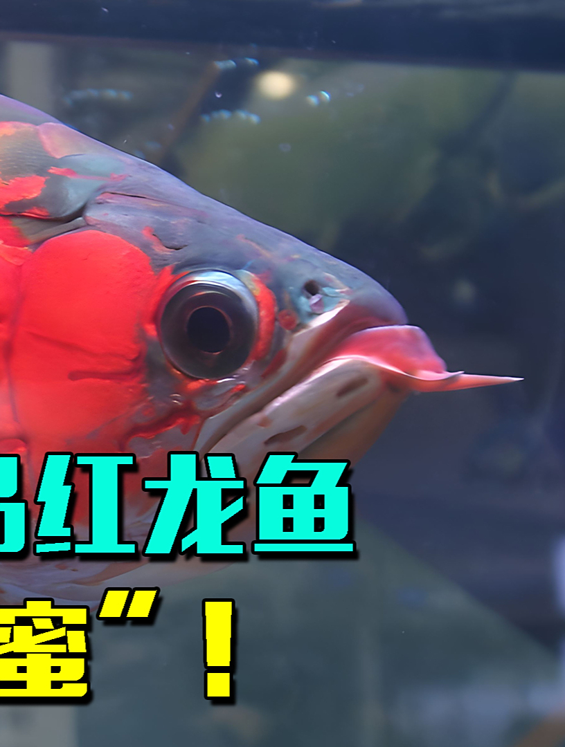 男子家养25万极品红龙鱼,被订婚女友送给“男闺”,男友:你去死