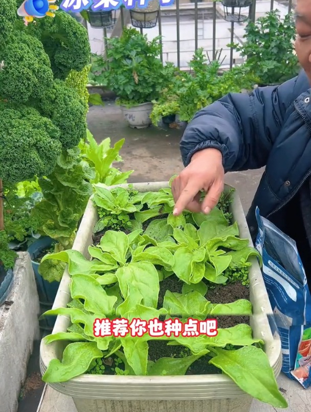 营养赛过牛羊肉,种一棵能吃半年,它就是水晶冰菜!