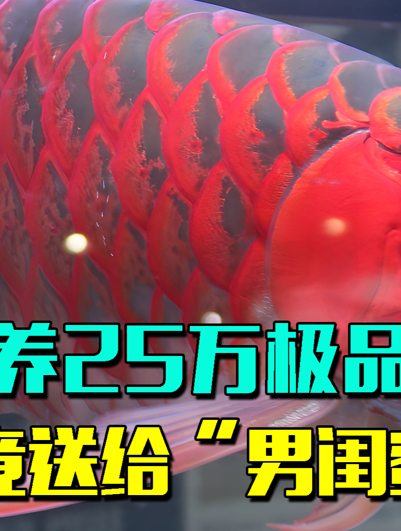 男子家养25万极品红龙鱼,被订婚女友送给“男闺”,男友:你去死