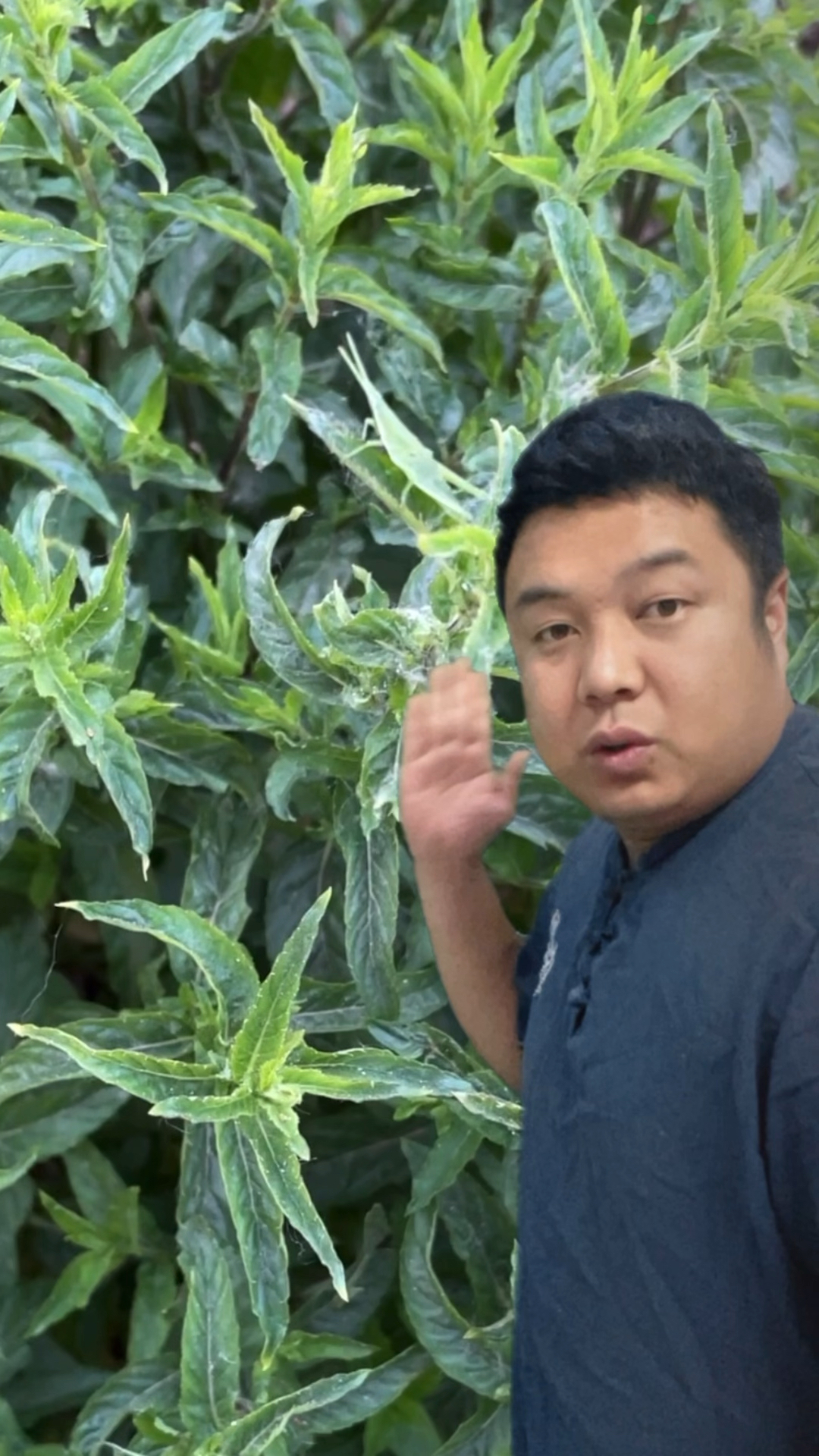 农村常见的「十香菜」别名也叫:留兰香和石香菜