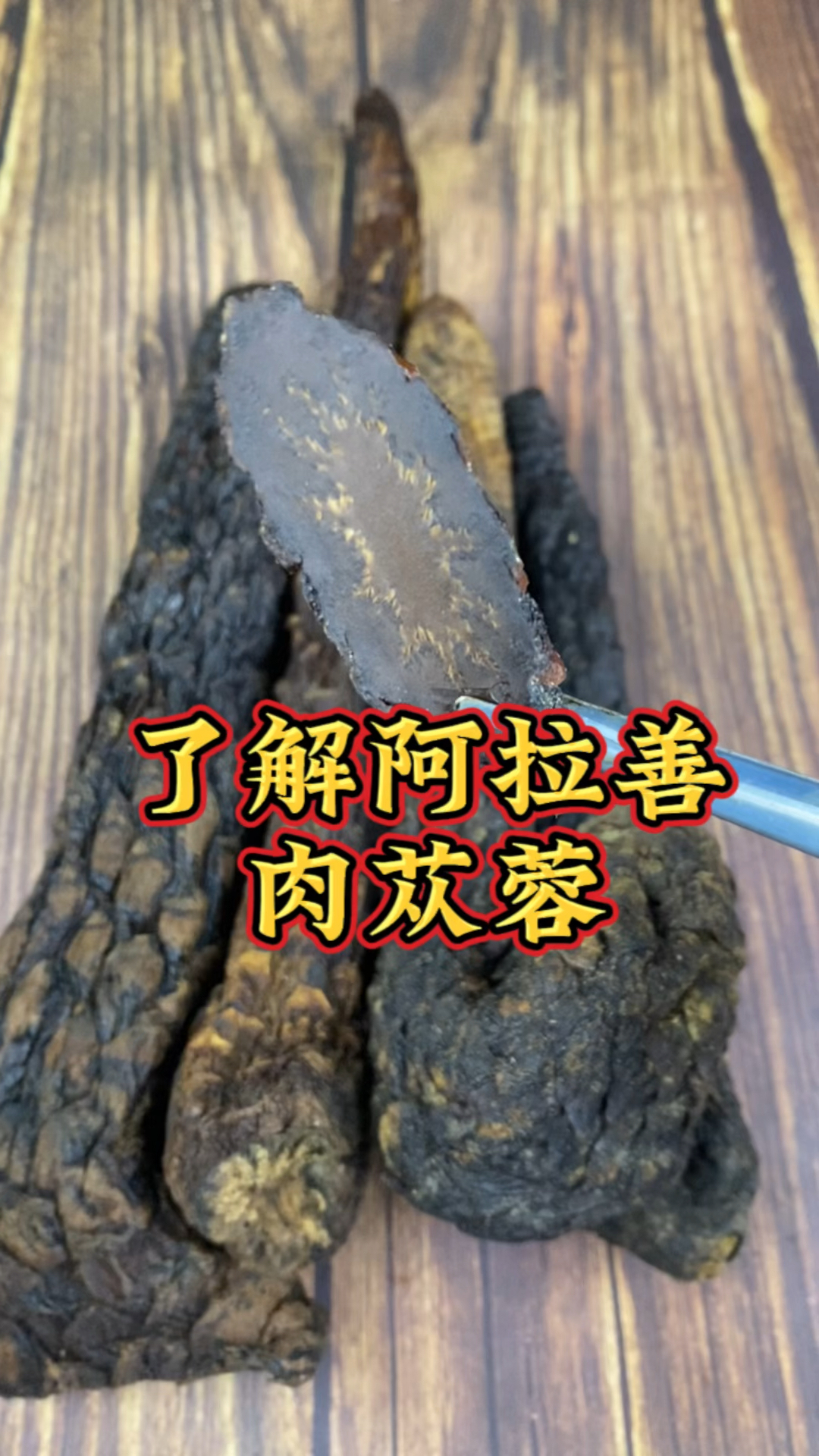 了解阿拉善肉苁蓉