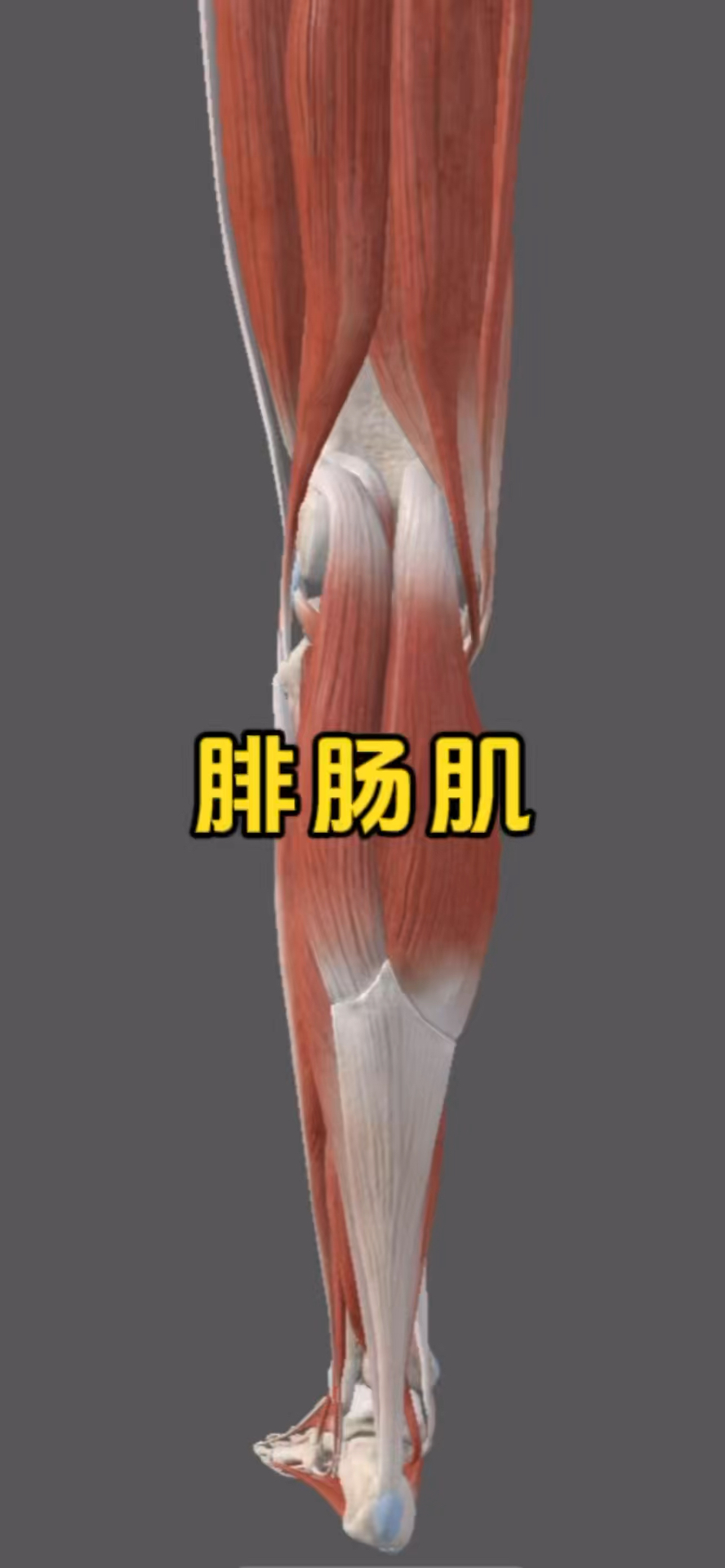 认识小腿后侧的主要肌肉之腓肠肌!