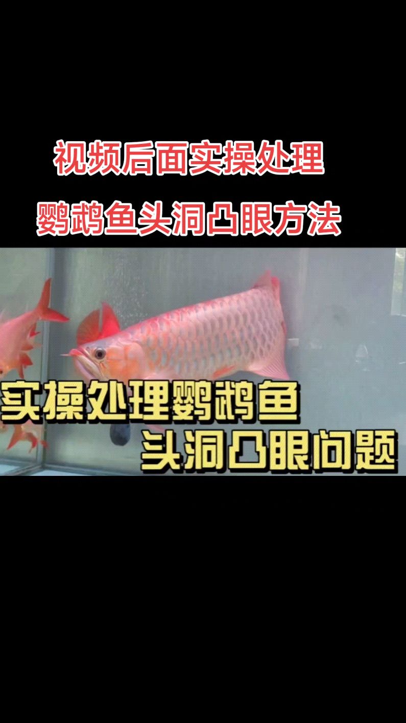 怎么养好热带观赏鱼?实操处理鹦鹉鱼头洞凸眼的方法及分享原因
