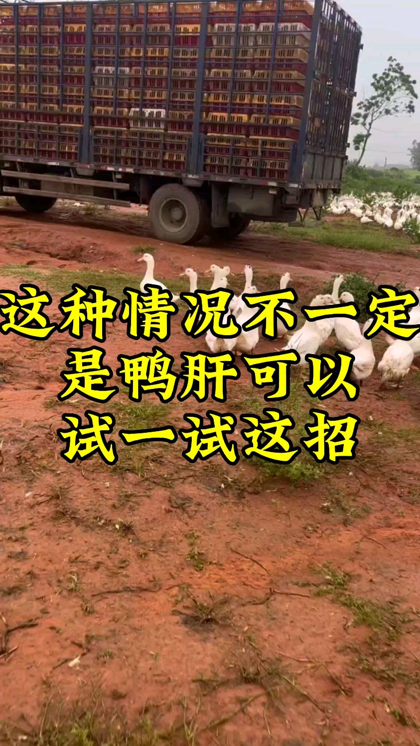 这种情况不一定是鸭肝可以试试这招