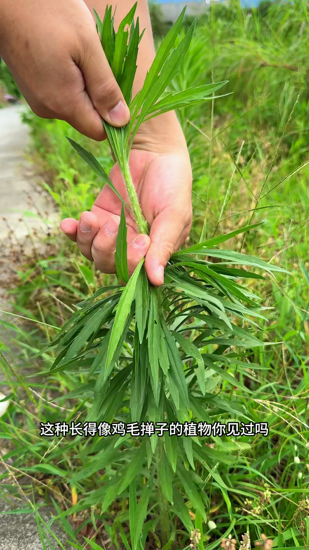 农村路边的小蓬草,村民偶尔也会采摘一些回来晒干。'