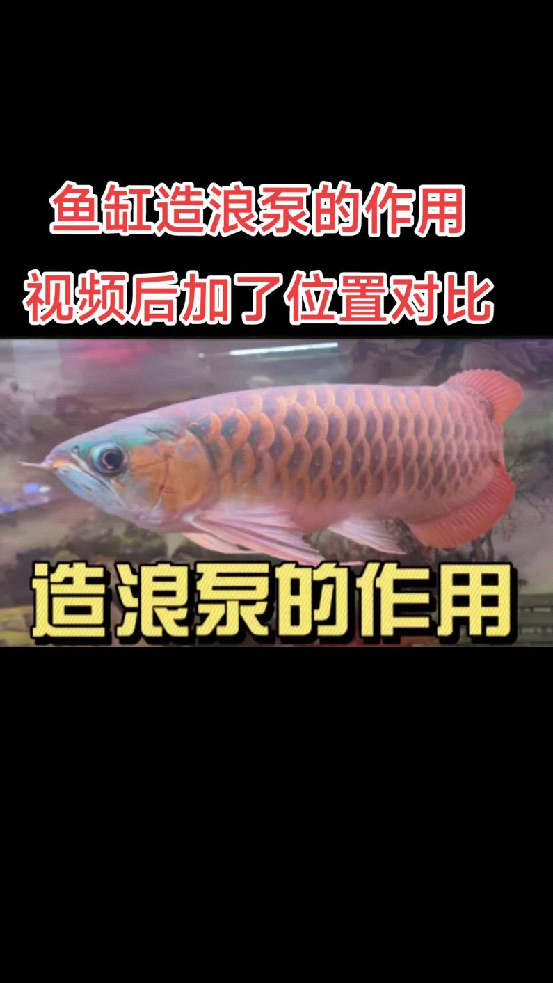 鱼友们,怎么养好观赏鱼?鱼缸造浪泵的作用及位置对比!