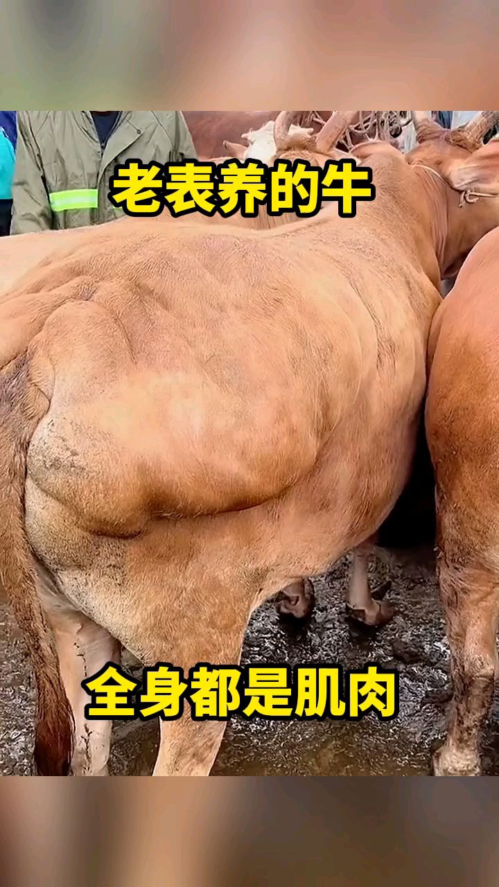 老表养的牛,全身都是肌肉!