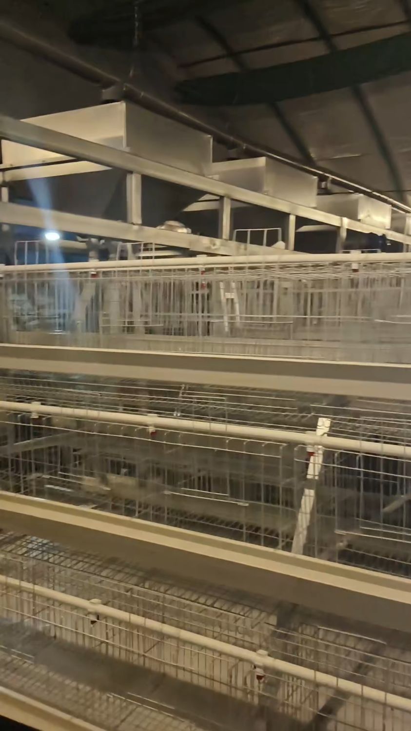 智能化自动化养鸡设备,龙门式喂料机,自动喂料机设备