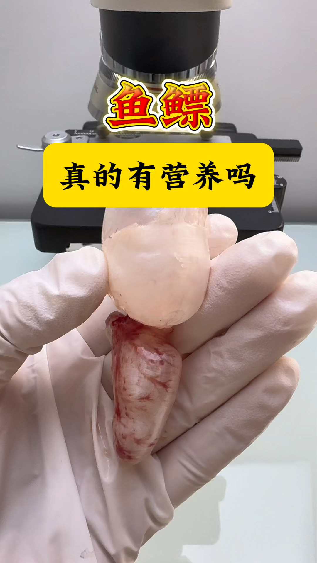 鱼鳔别名鱼泡,你爱吃鱼泡吗?