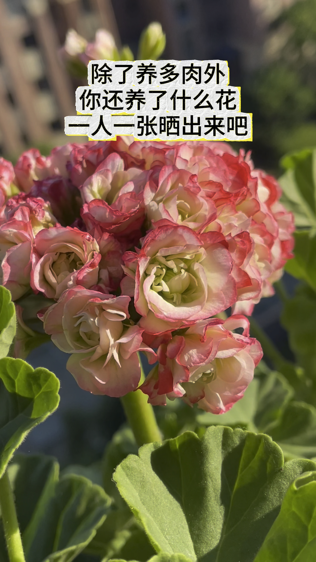 除了养多肉外,你还养了什么花?我先来,我养了天竺葵,也叫海棠花,你呢?#多肉植物