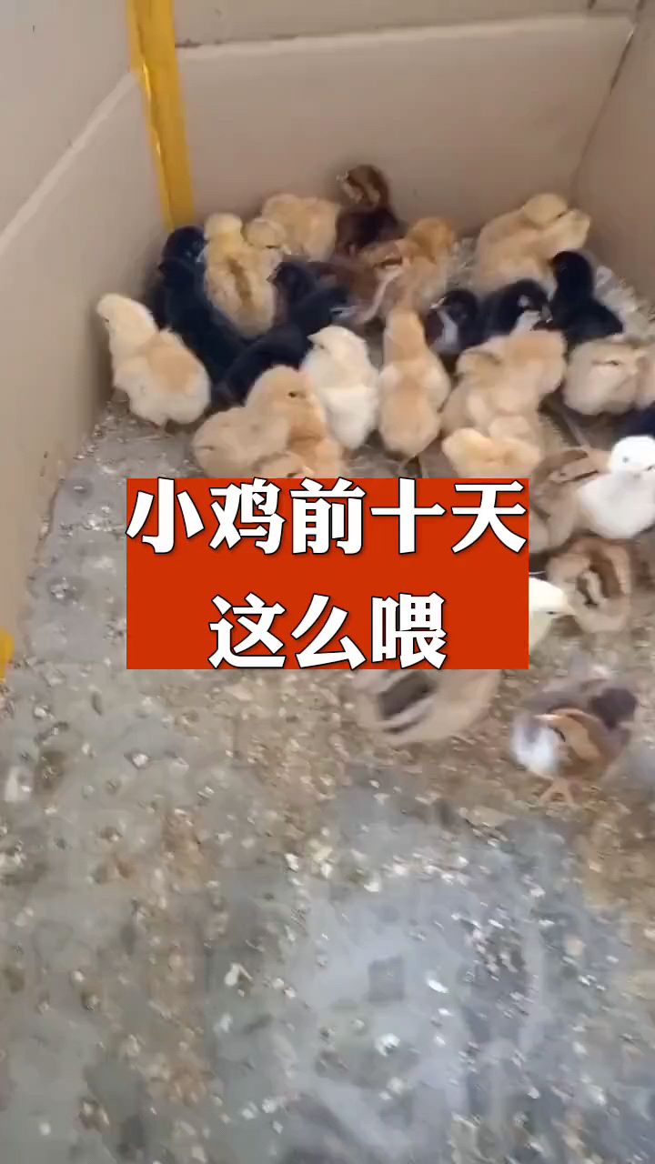 小鸡前十天如何正确喂养?