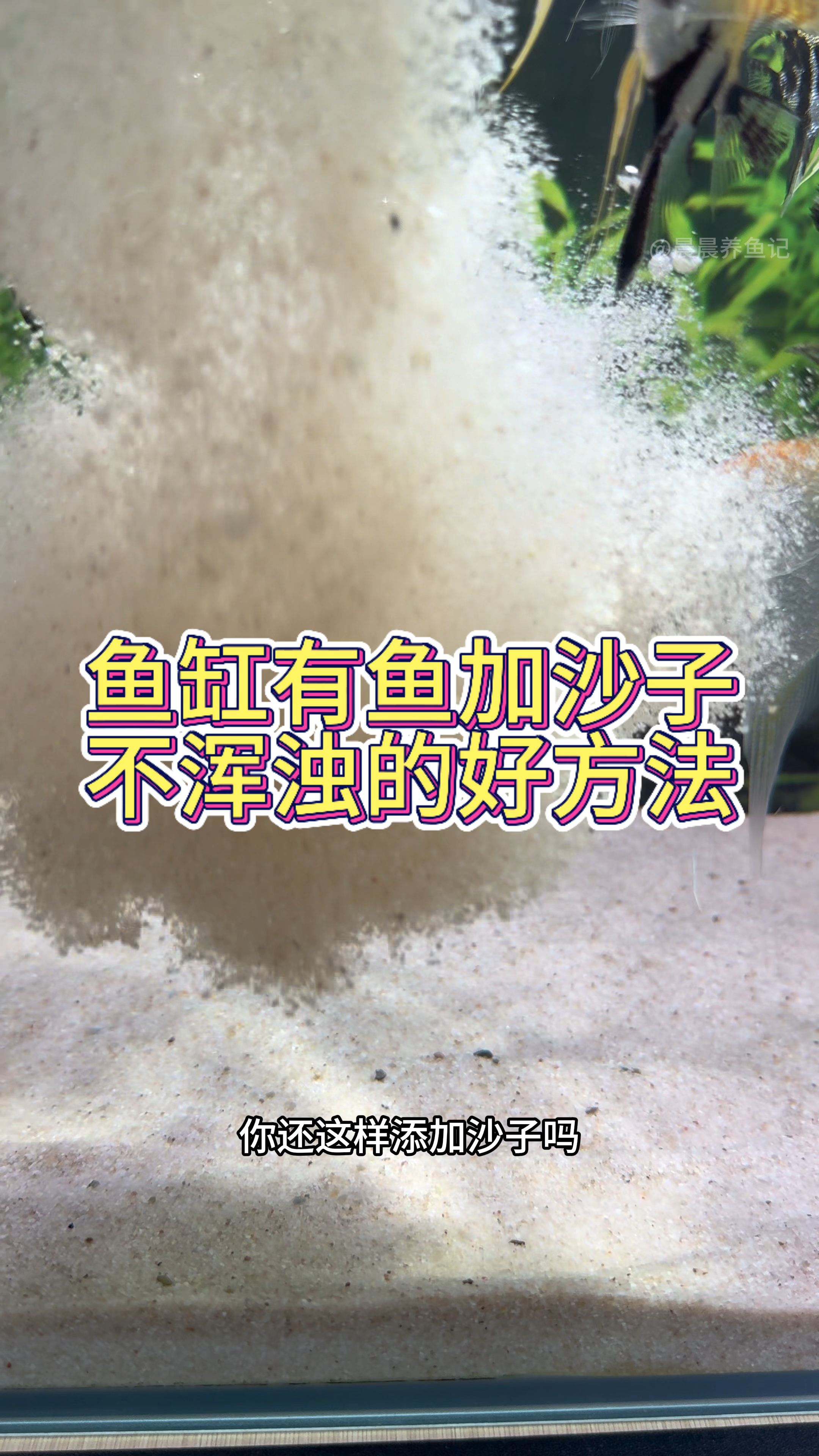 鱼缸有鱼加沙子不浑浊的好方法#水族 #鱼缸水质浑浊的解决办法
