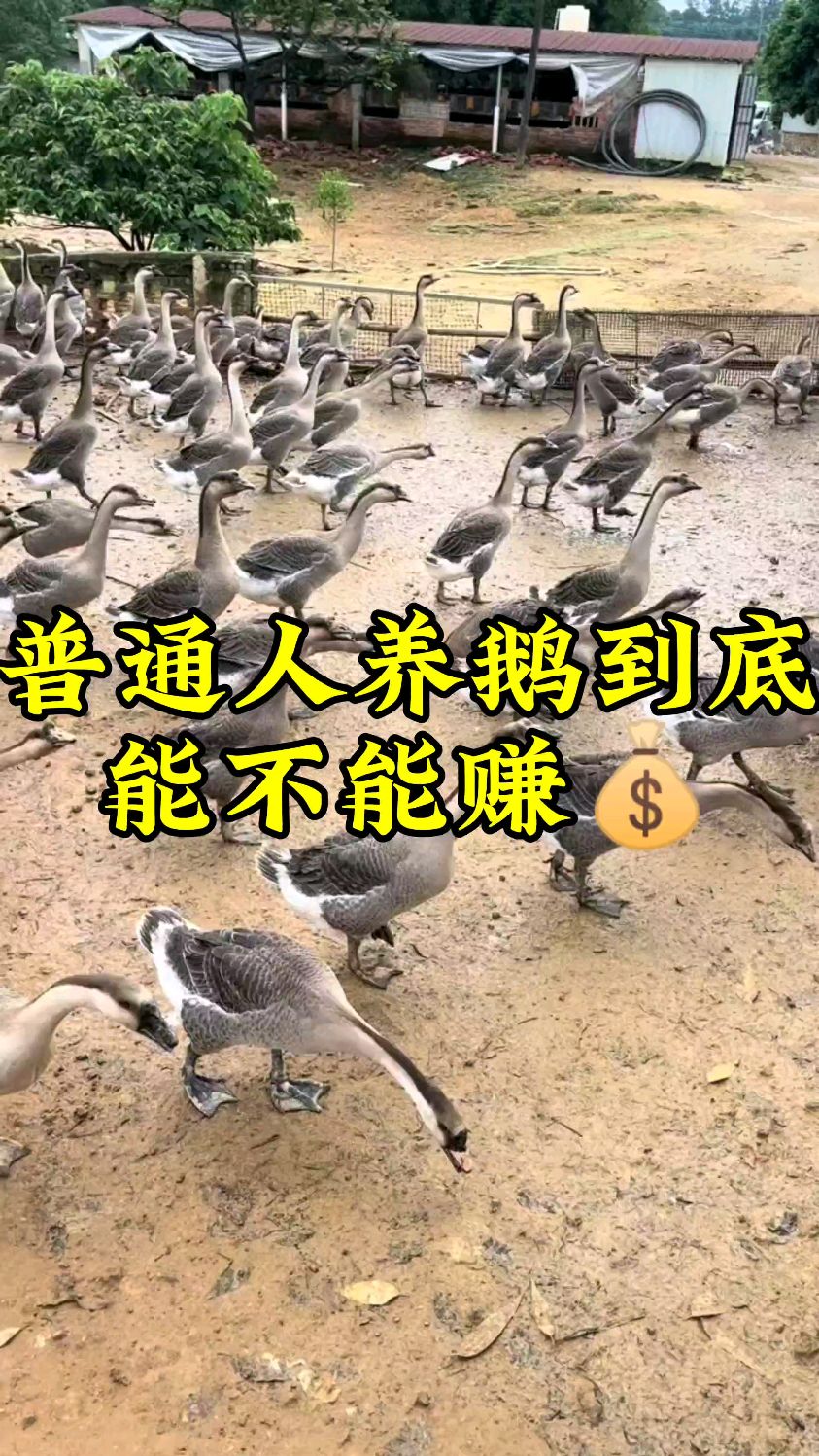 普通人养鹅到底能不能赚钱