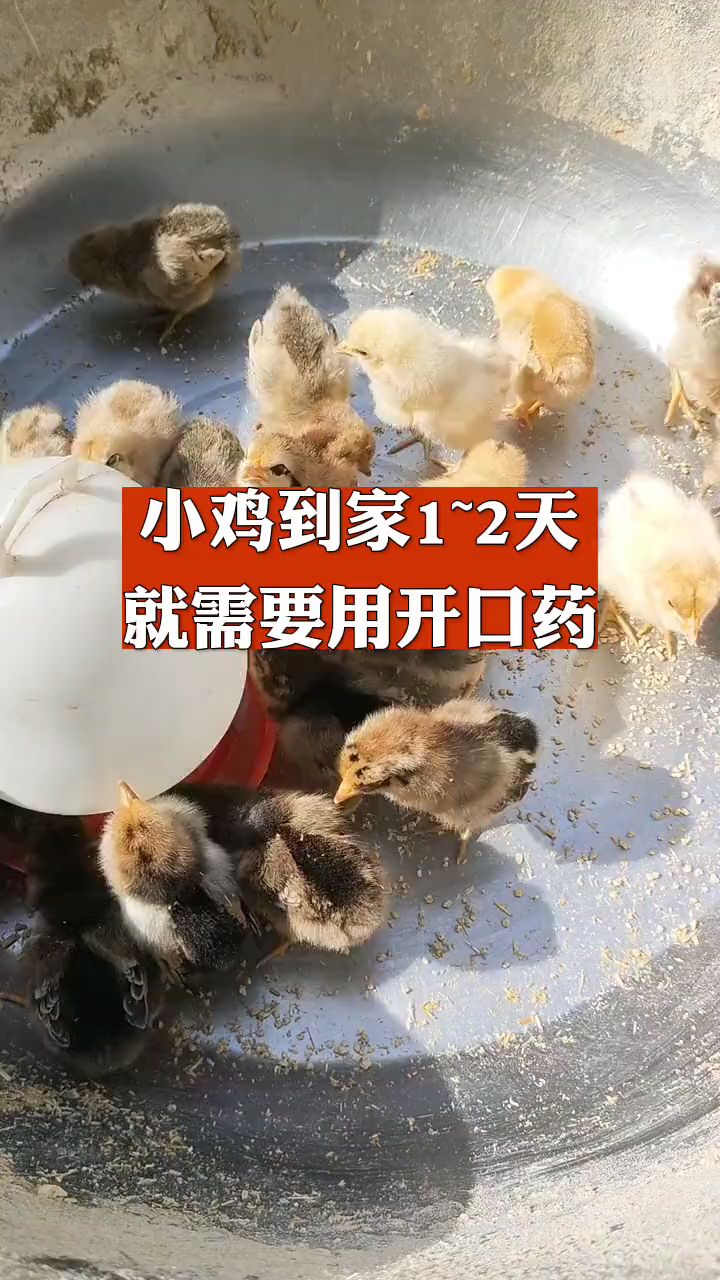 小鸡到家一到两天就需要用开口药