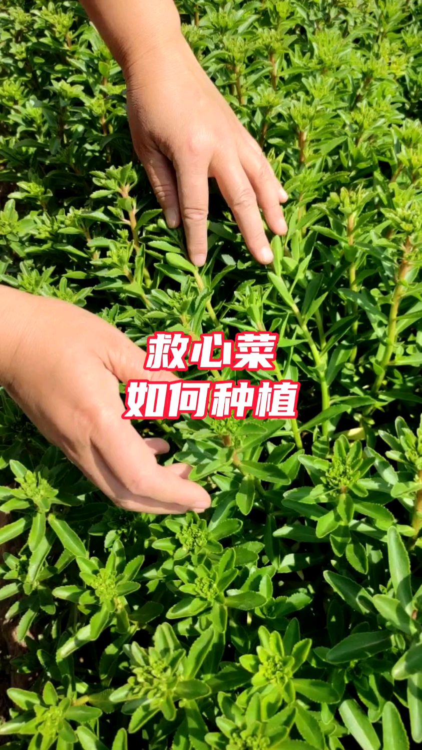 夏季是养心季,非常适合种植救心菜,养心又补钙,如何种植?