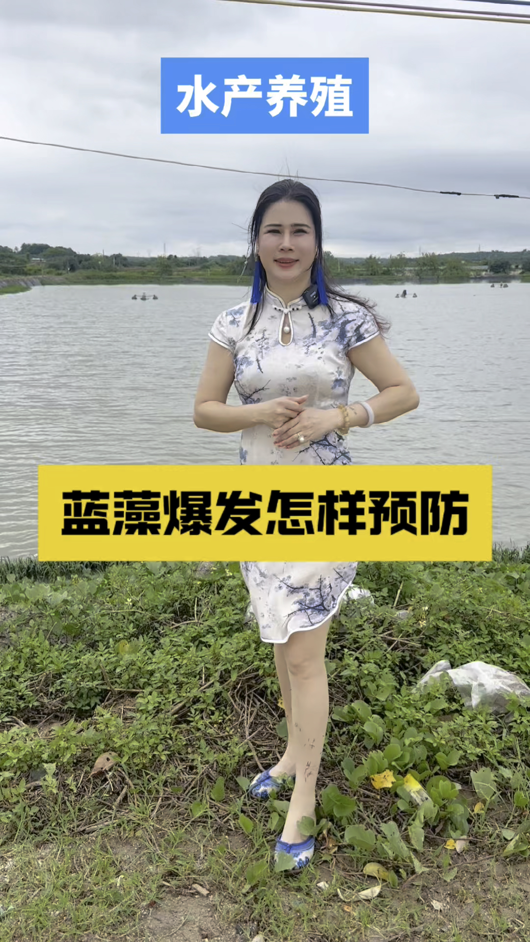 处理蓝藻又简单又快又省米的做法#南美白对虾养殖