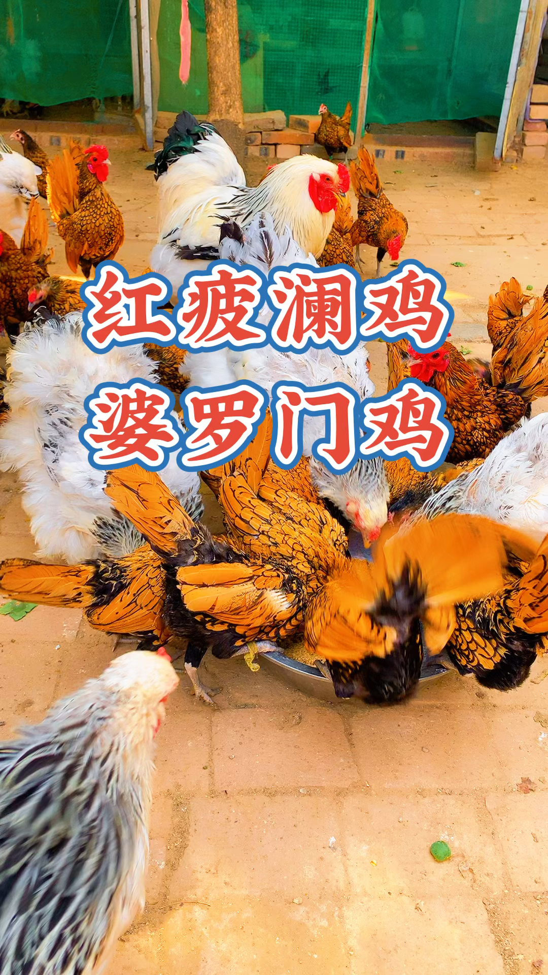 疲澜鸡种鸡,婆罗门种鸡,各种鸡苗大小规格都有