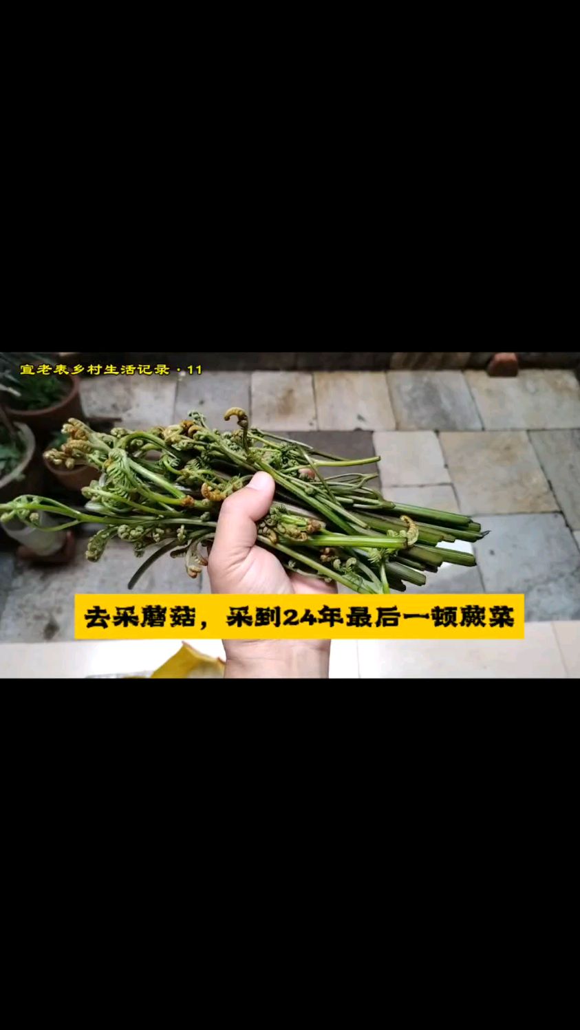 找菌不见,采了一把蕨菜,所以野生菌贵啊~