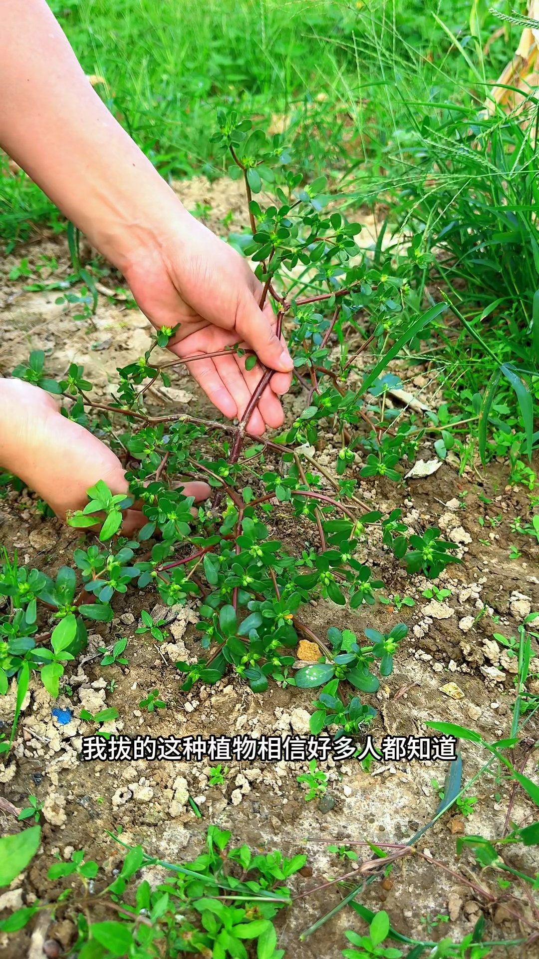 瓜子菜的学名叫马齿苋,村里人采摘回来晒干。你认识这种植物吗
