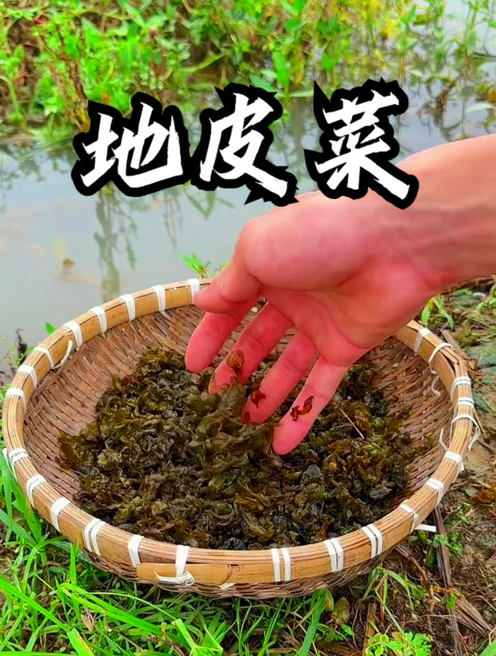 被视为山珍海味的地皮菜,你尝试过吗?错过可就太可惜了!