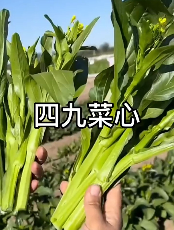 一个耐采摘的蔬菜,叶片肥厚茎秆脆嫩,它就是四九菜心!