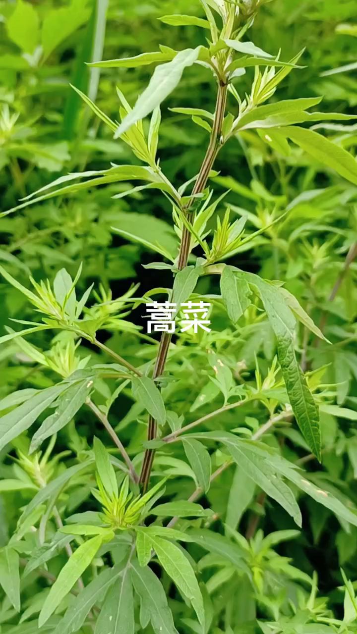 蒿菜在你的家乡做什么用的呢?