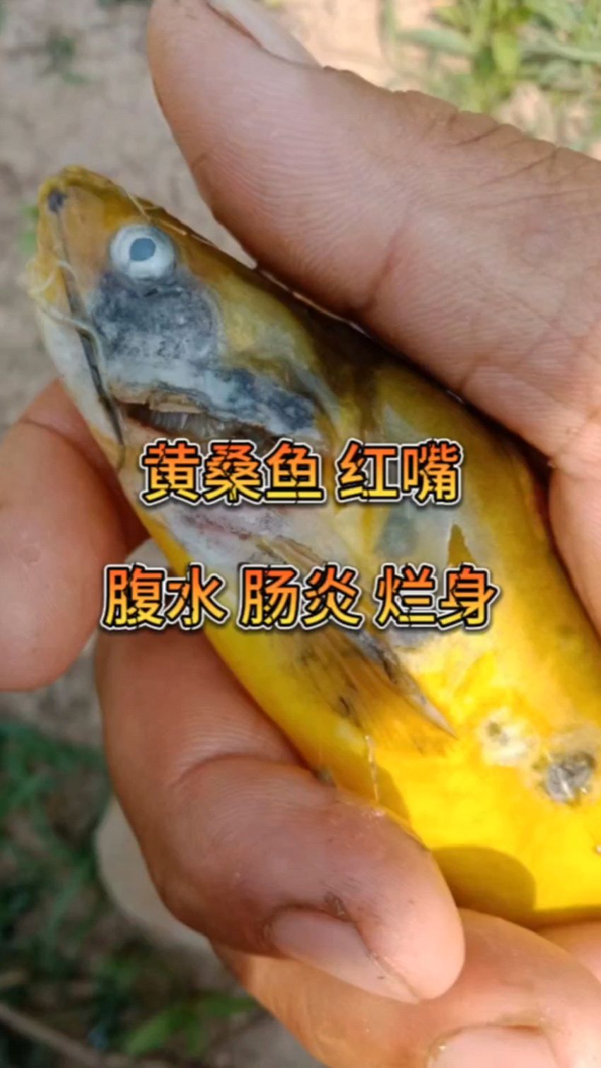 黄桑鱼黄辣丁黄骨鱼