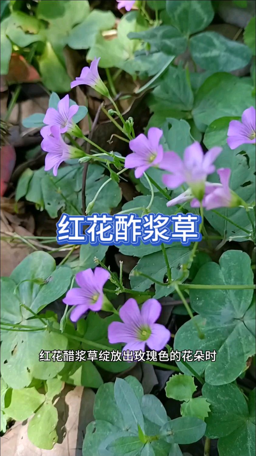 红花酢浆草。开花好看,不仅还有一点用处价值