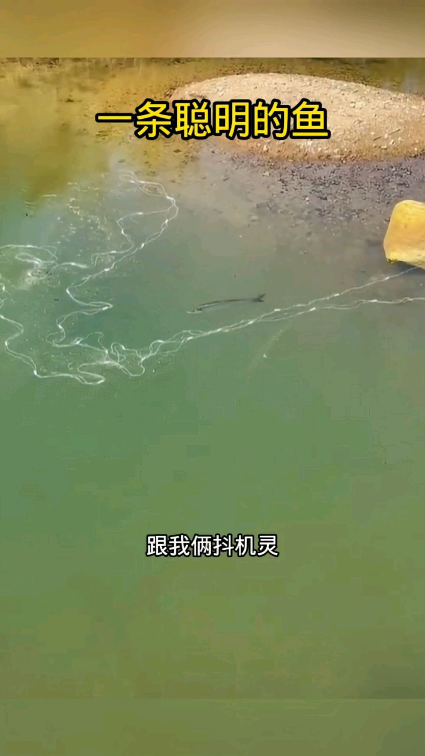 这是一条聪明的鱼,实在不好抓