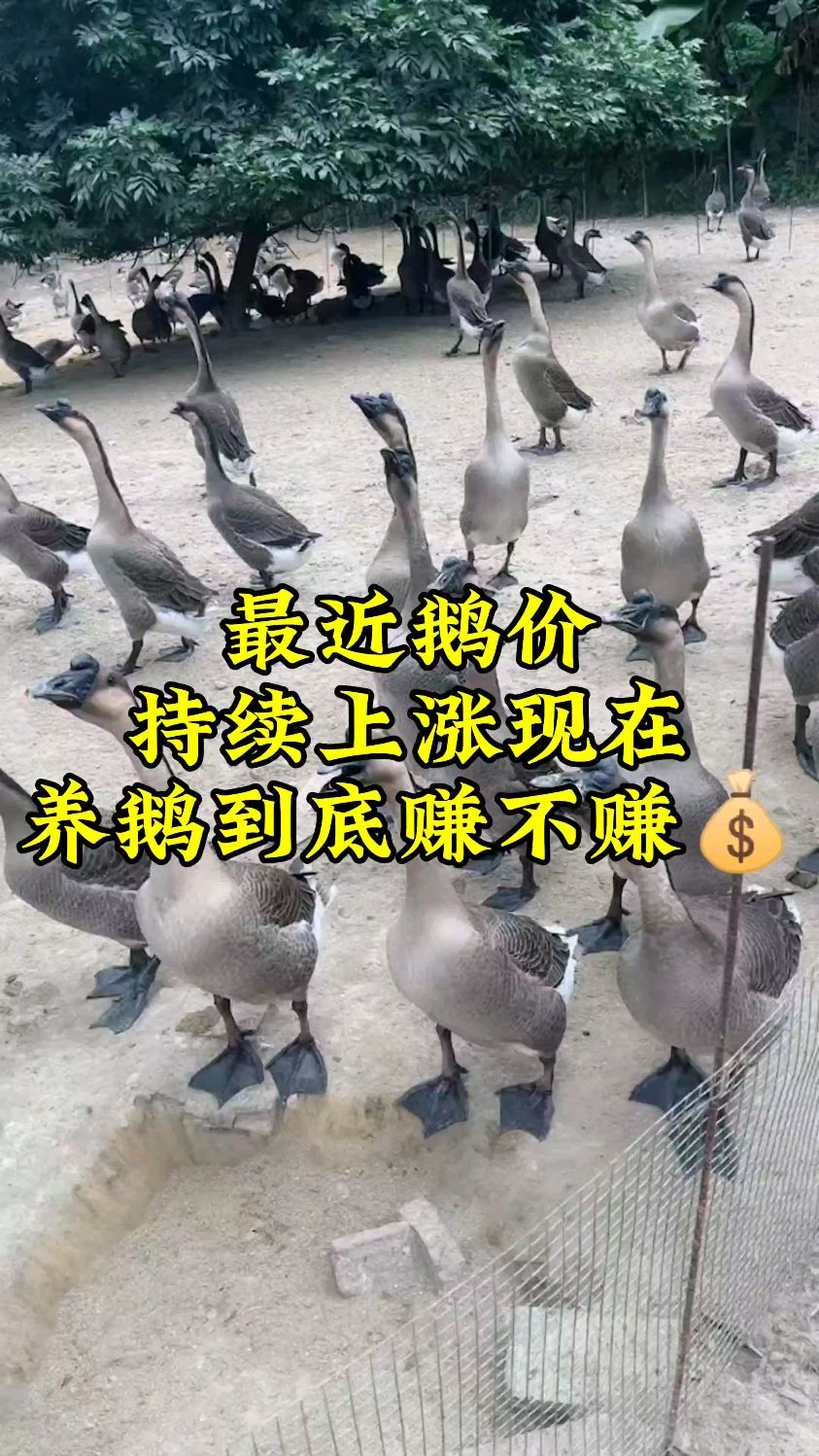最近鹅价上涨现在养鹅到底赚不赚钱