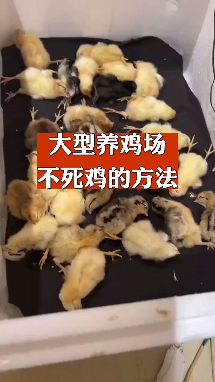 大型养鸡场都是这样用