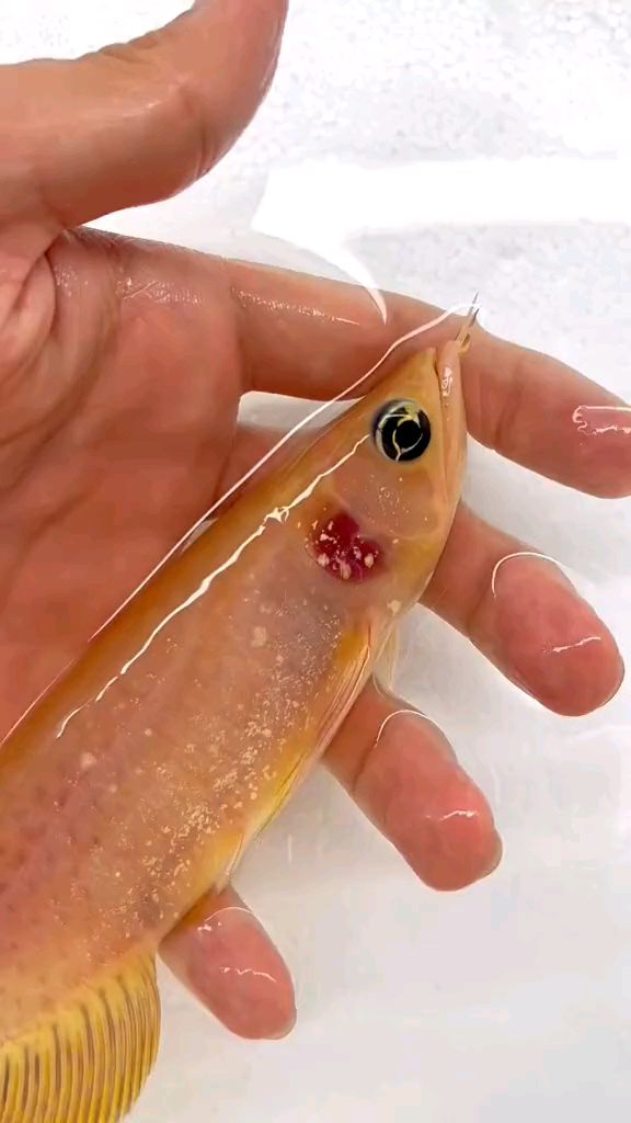 熊猫大眼萌龙鱼相当稀有