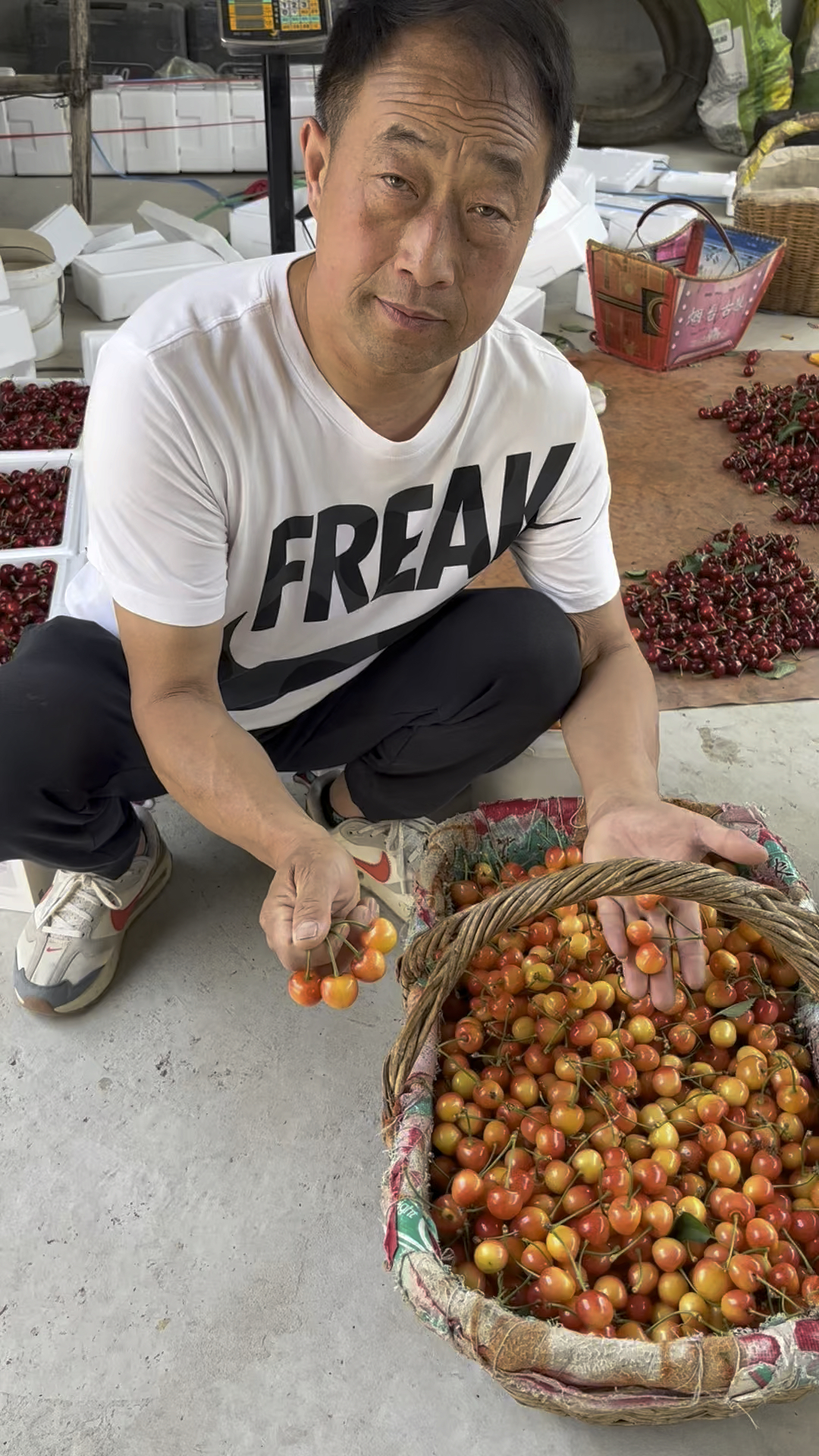 大樱桃最甜品种黄蜜