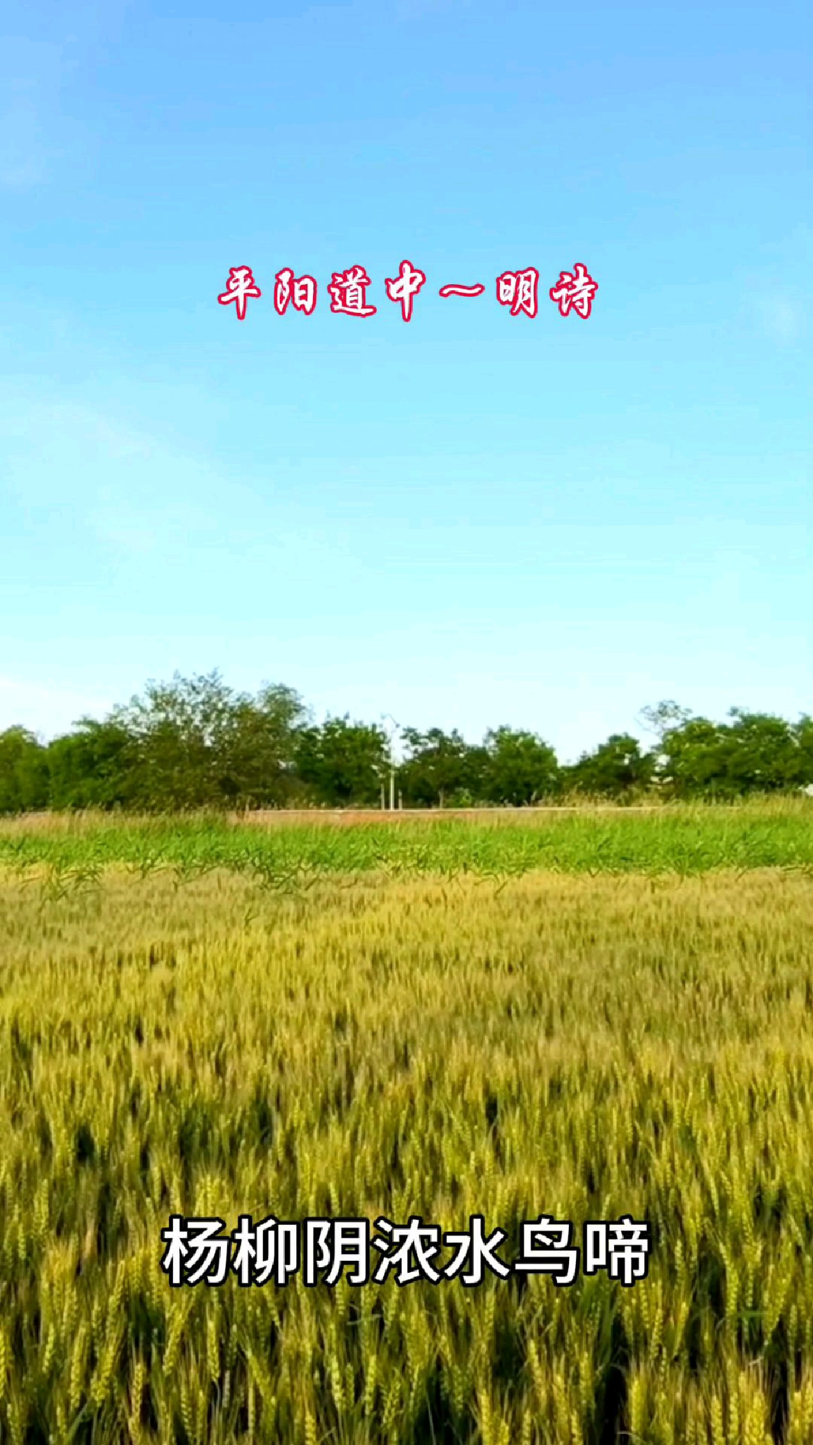 《平阳道中》读明诗～杨柳阴浓水鸟啼,豆花初放麦苗齐
