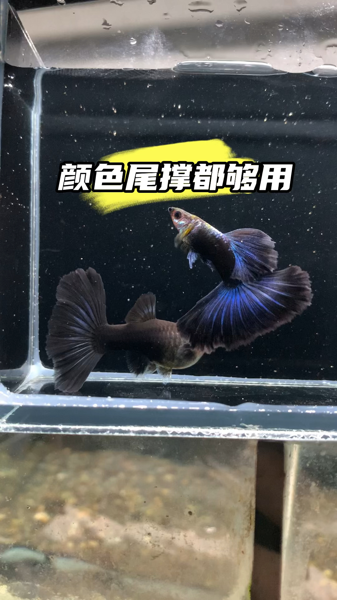 大耳朵亮蓝蓝礼服种鱼。身型、比例、颜色、状态,月份都够用,后期还会更美 #观赏鱼
