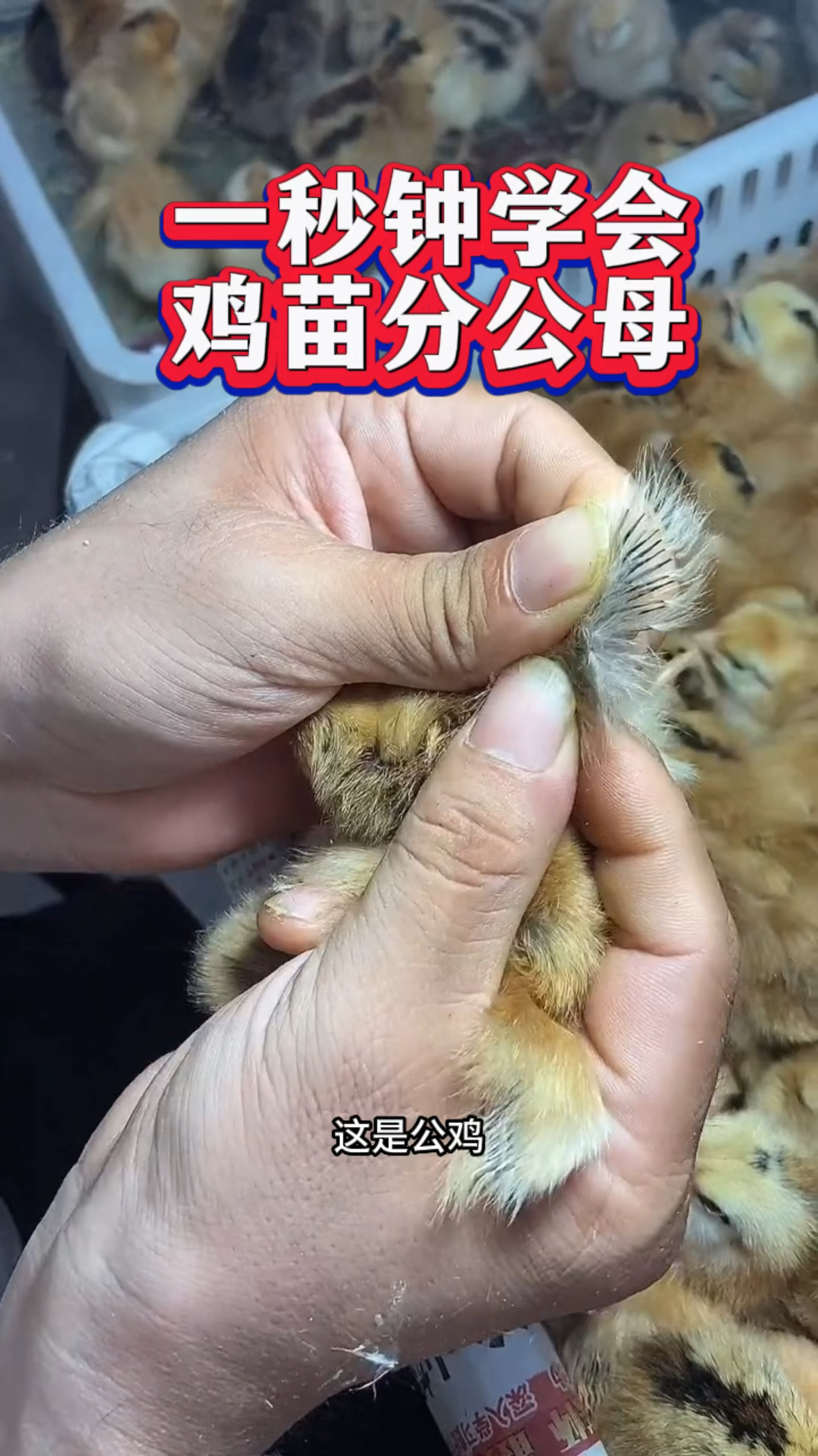 一秒钟,学会鸡苗分公母