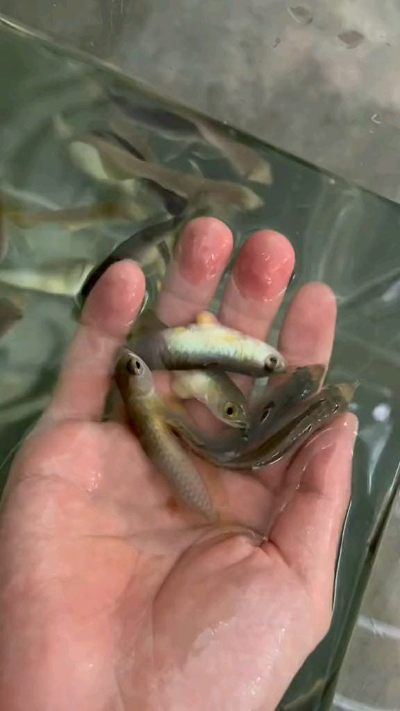 金龙鱼鱼苗5cm观赏鱼