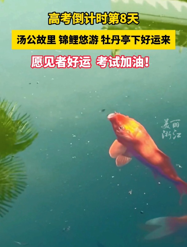 锦鲤加持,高考必胜!这份锦鲤好运,带你一起冲鸭～