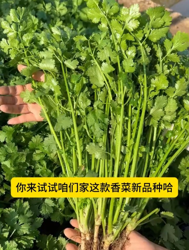 夏香菜效益高,如何选择好品种香菜呢?