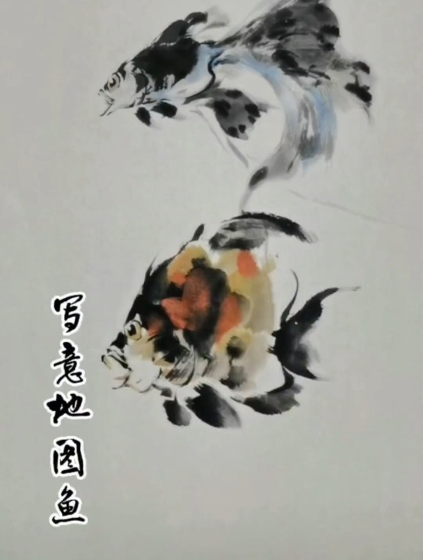写意地图鱼,这玩意儿个子小小,吃得多多,脾气大大