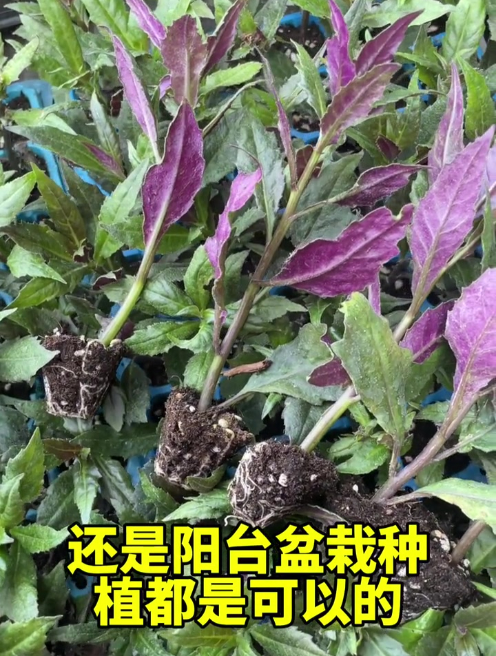 紫背天葵是真正的“药食同源”蔬菜,营养高用途广,种的人不多