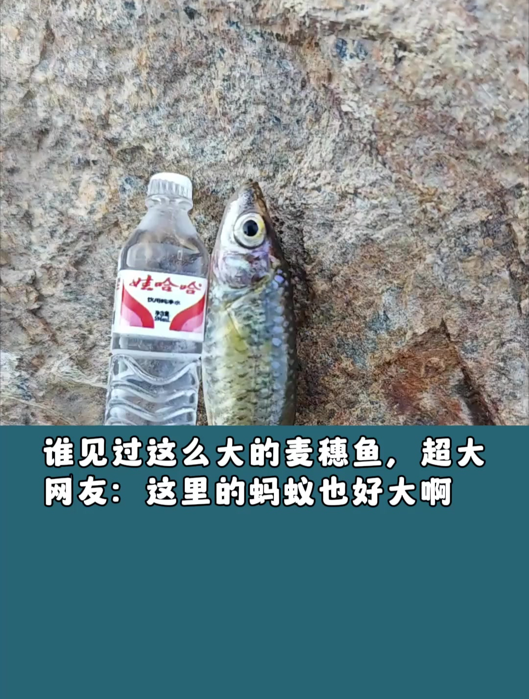 谁见过这么大的麦穗鱼,超大,网友:这里的蚂蚁也好大啊