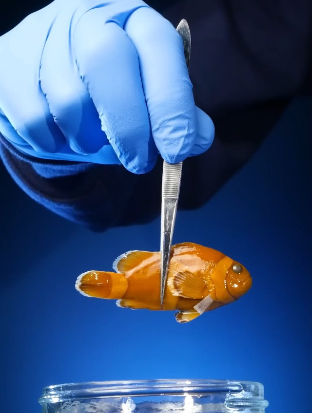 会变性别的小丑鱼