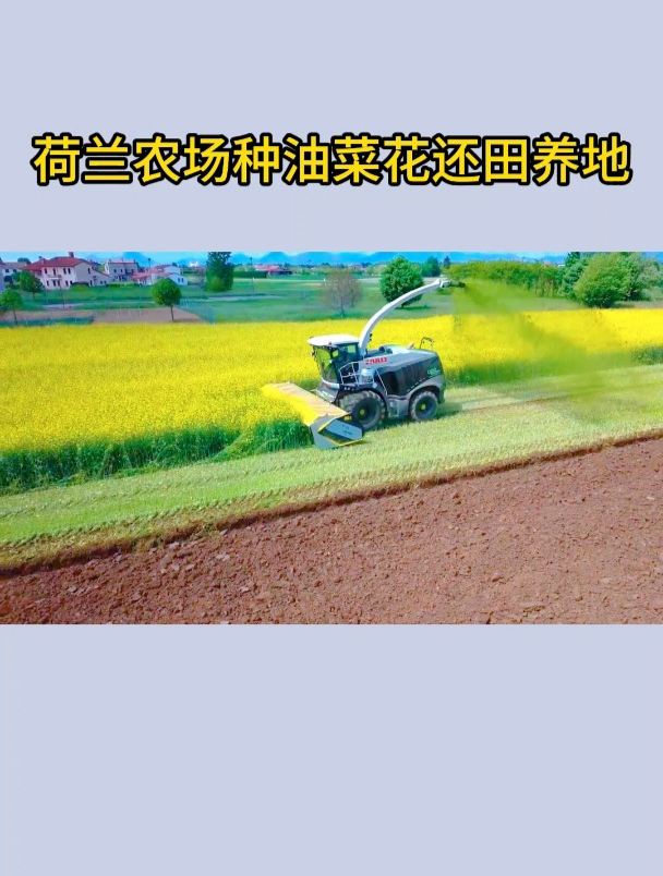 荷兰农场种绿肥油菜花,粉碎还田养地,这种方法科学吗?